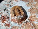 Ductina vietnamica (MAKSIMOVA 1965) - Bild © FossNet FossilienStore